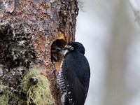 A2Z8184c  Black-backed Woodpecker (Picoides arcticus) - female by nest